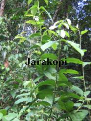 Gedroogde Jarakopie wiri