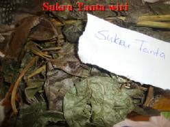 Gedroogde Sukru tanta