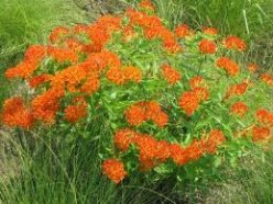 Gedroogde Koningsbloem