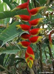 Gedroogde Palulu bloem