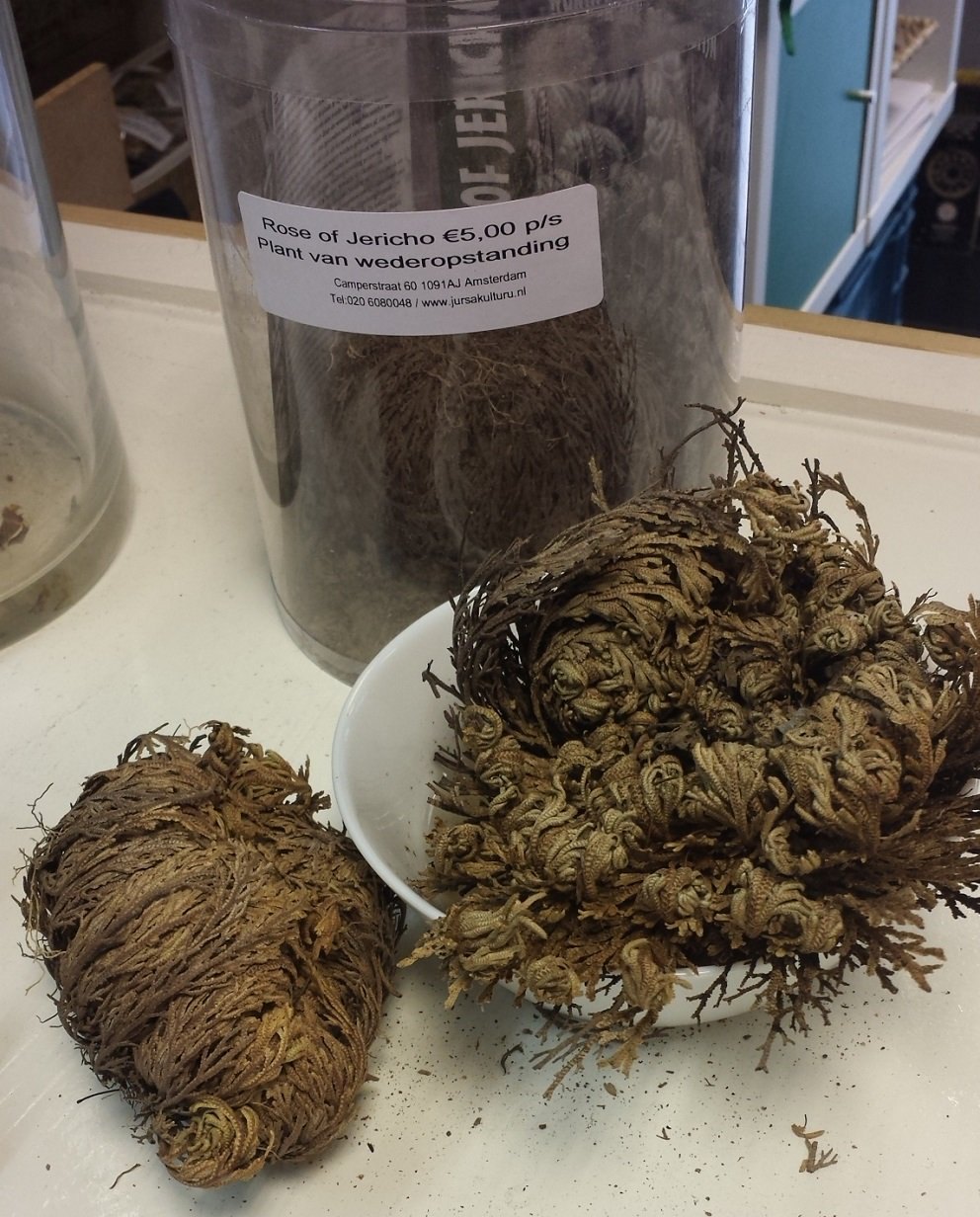 Rose of jericho