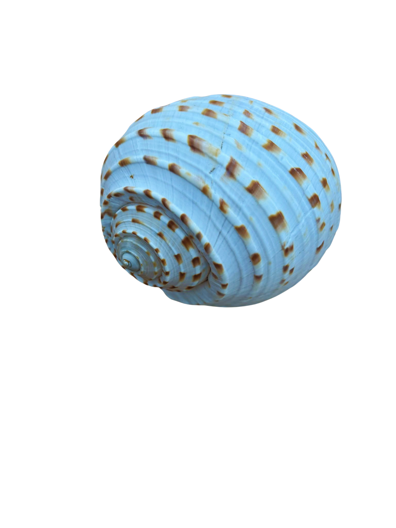 Schelp 1b