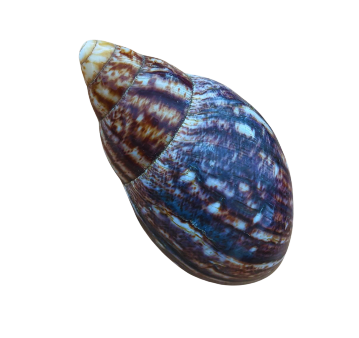 Schelp 1a, foto 2