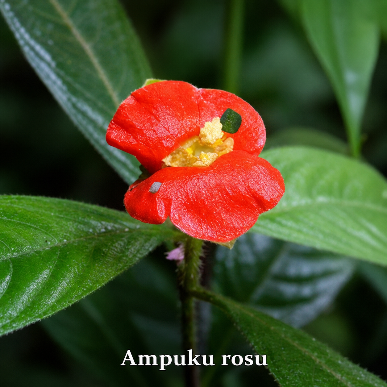 Gedroogde Apoekoe rosu wiri