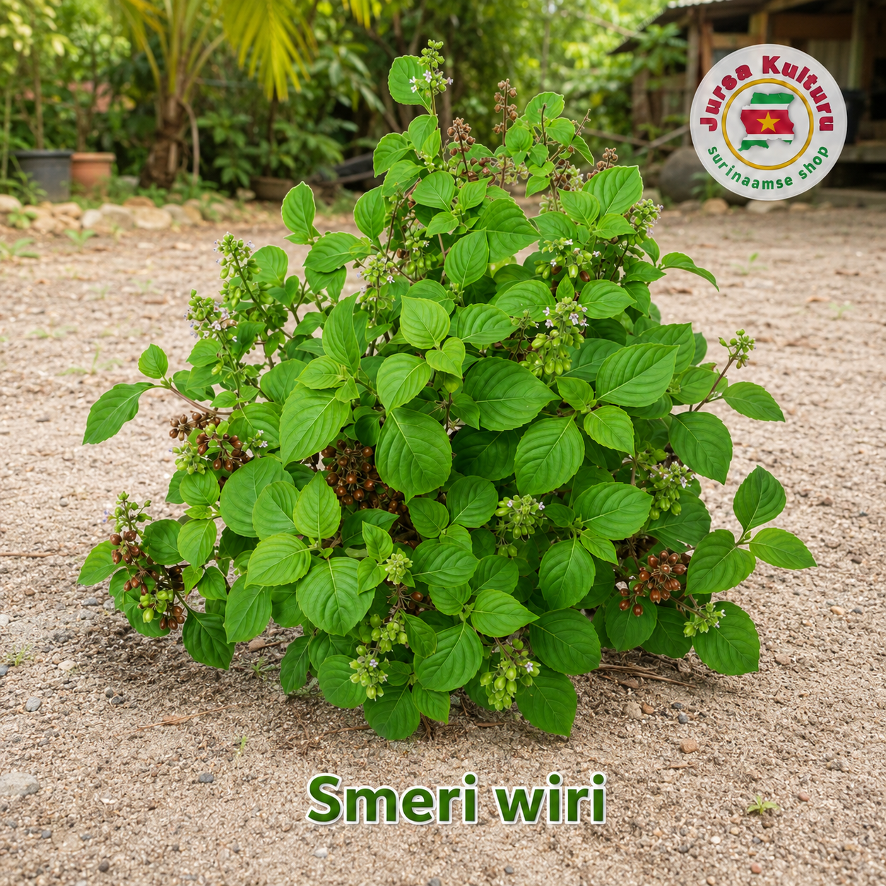 Gedroogde Smeri wirie, foto 2