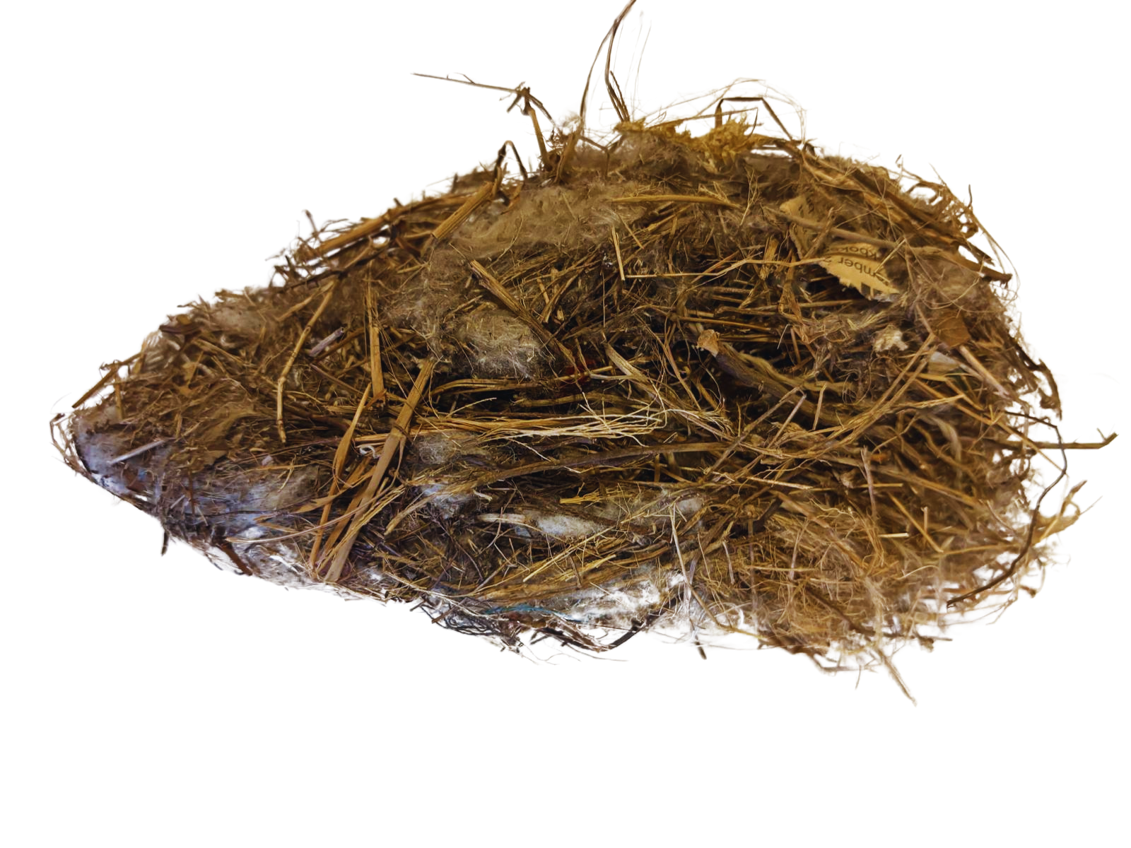 Fowru nesie ( vogel nest)