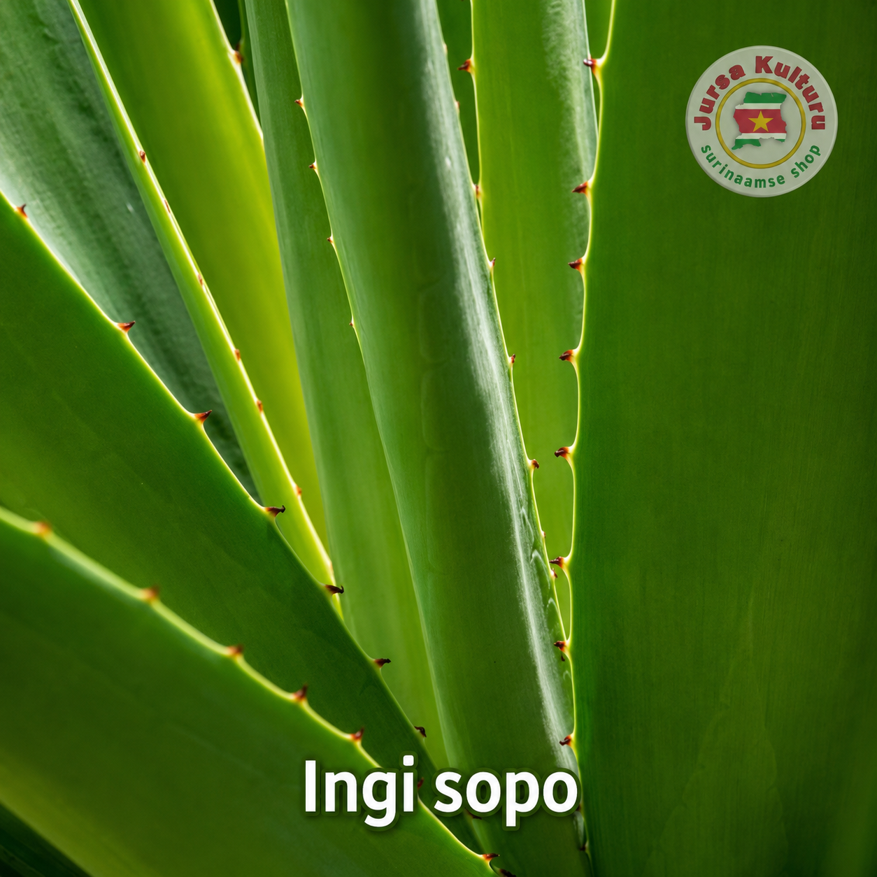 Ingi sopo