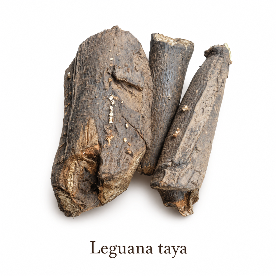 Leguana Taya