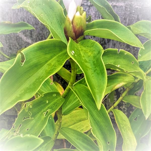 Gedroogd Sangrafoe, foto 2