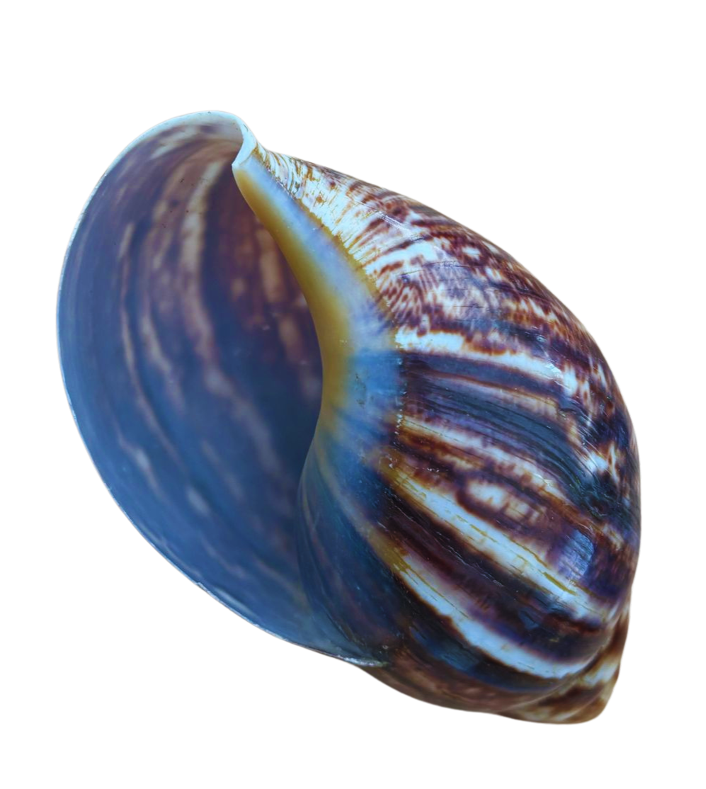Schelp 1a