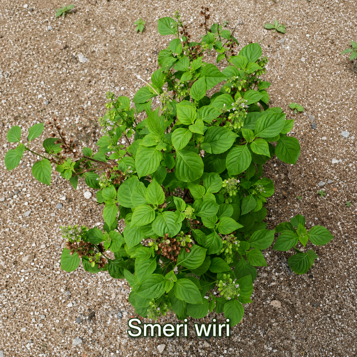 Gedroogde Smeri wirie