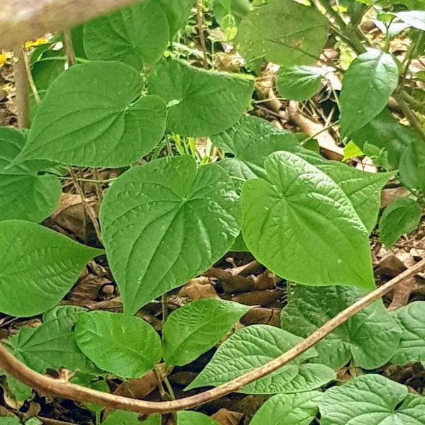 Gedroogde Malimbe limbe (Uma Anesi wiri)