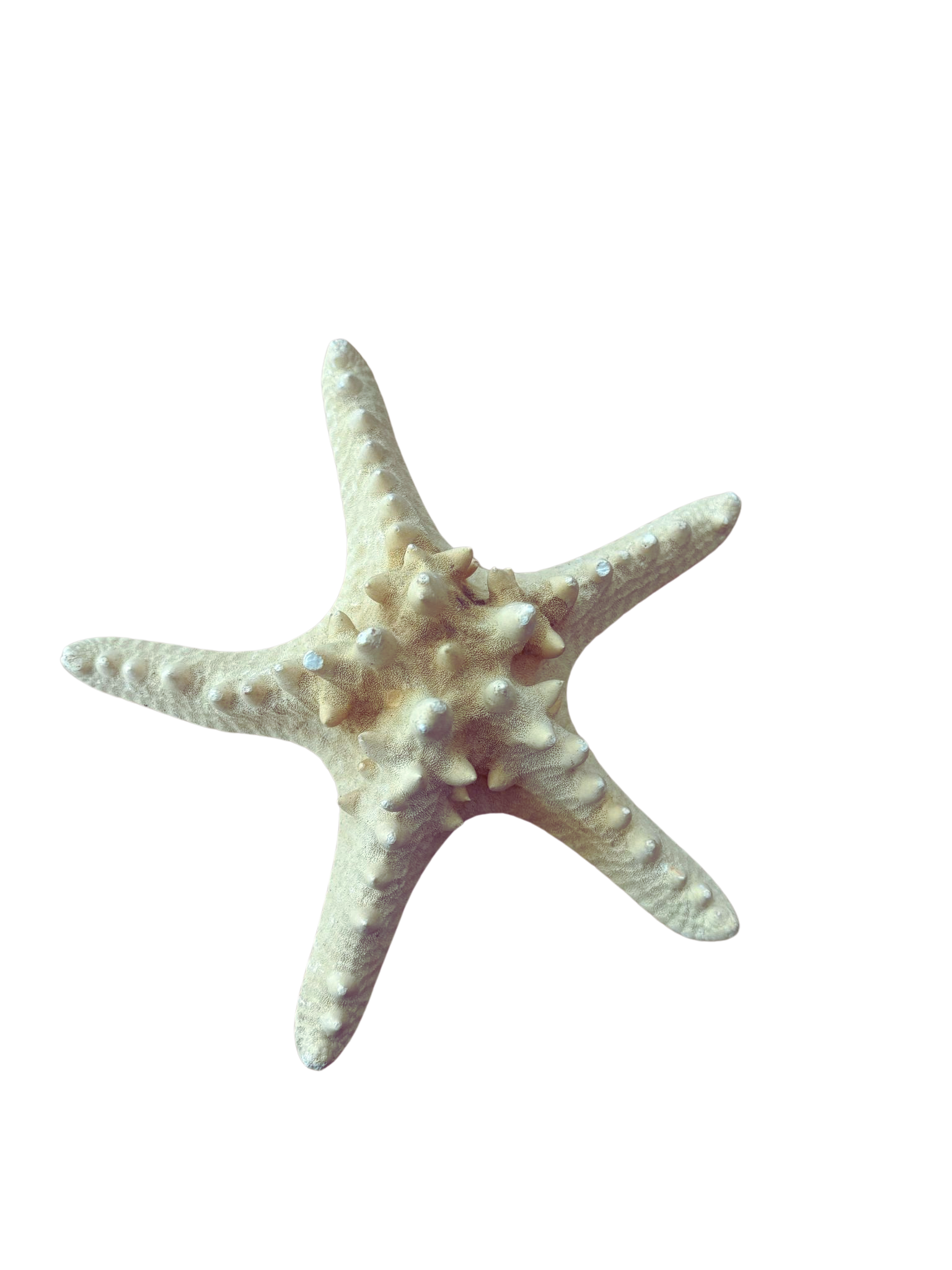 Zeester 1